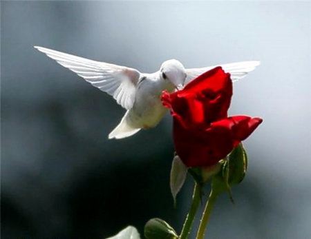 Ruby-Throat Albino hummingbird