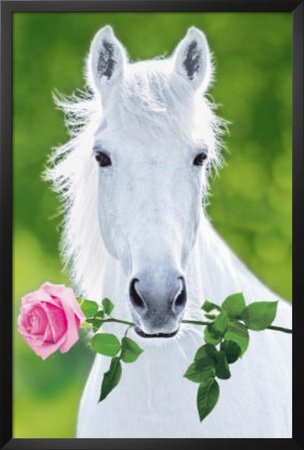 White Horse Holding Pink Rose
