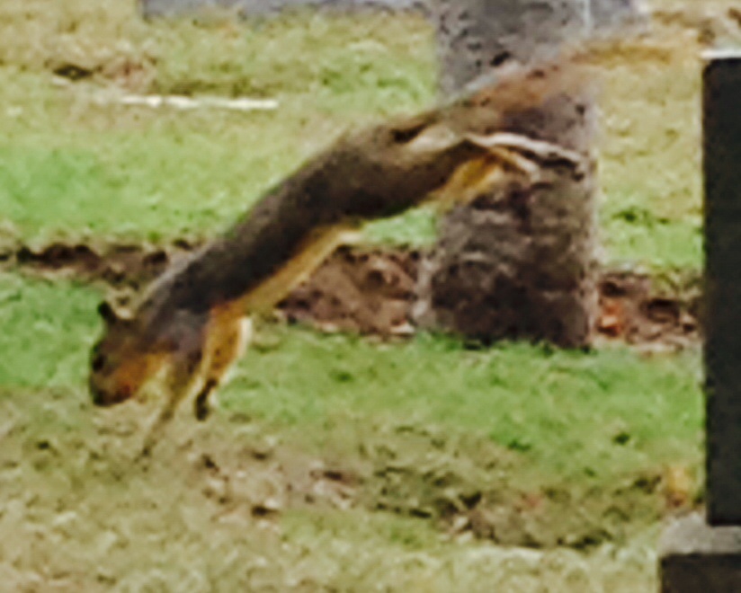 Squirrel jump {photo by China Rose}