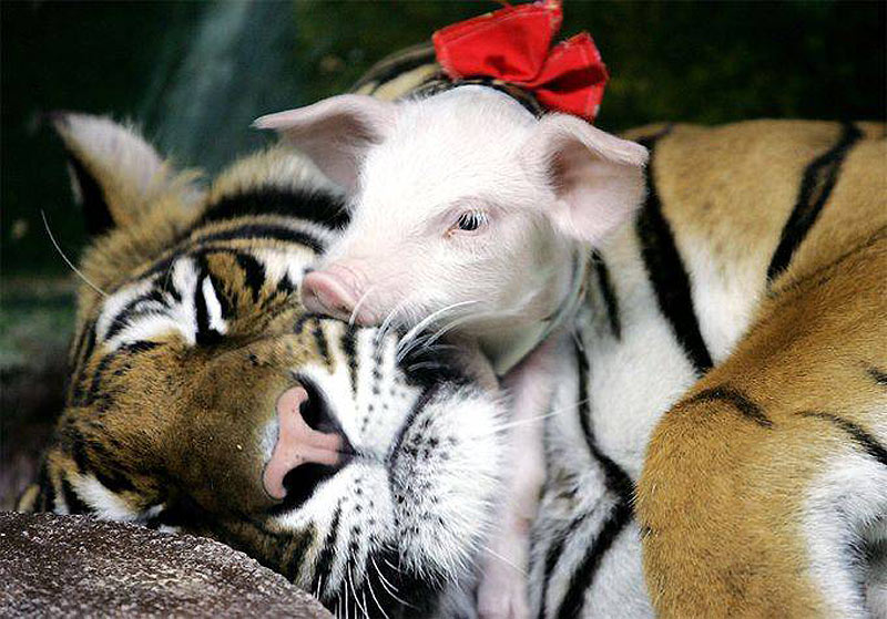 Tiger and pig - love at first sight everlasting