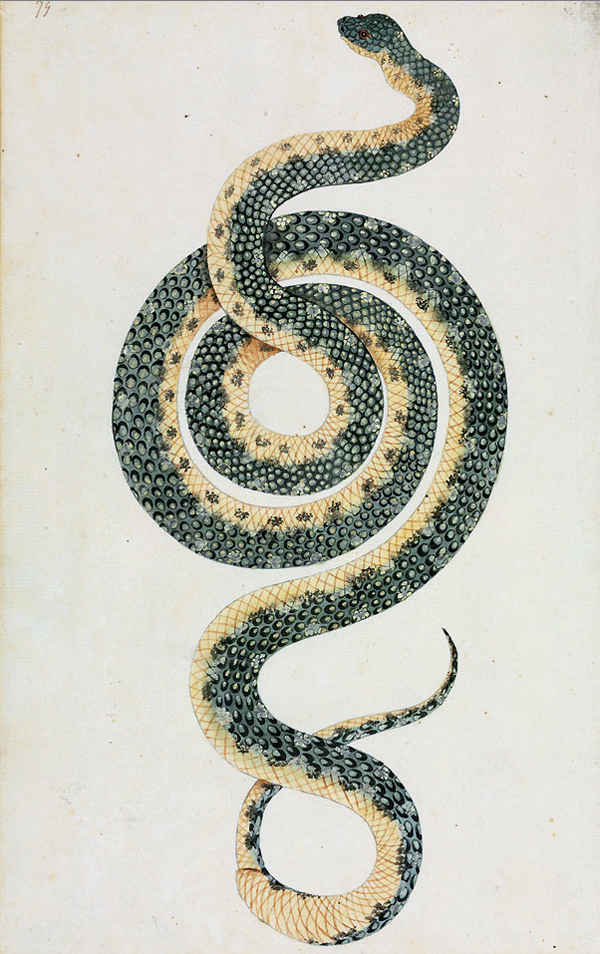 Scientific illustration | snake inspiration