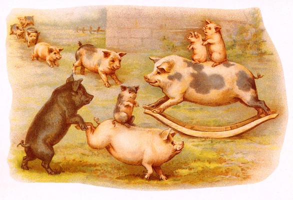 Pigs at Play | circa 1900's