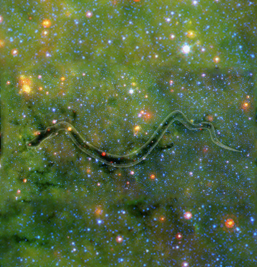 Ghost Snake | Milky Way